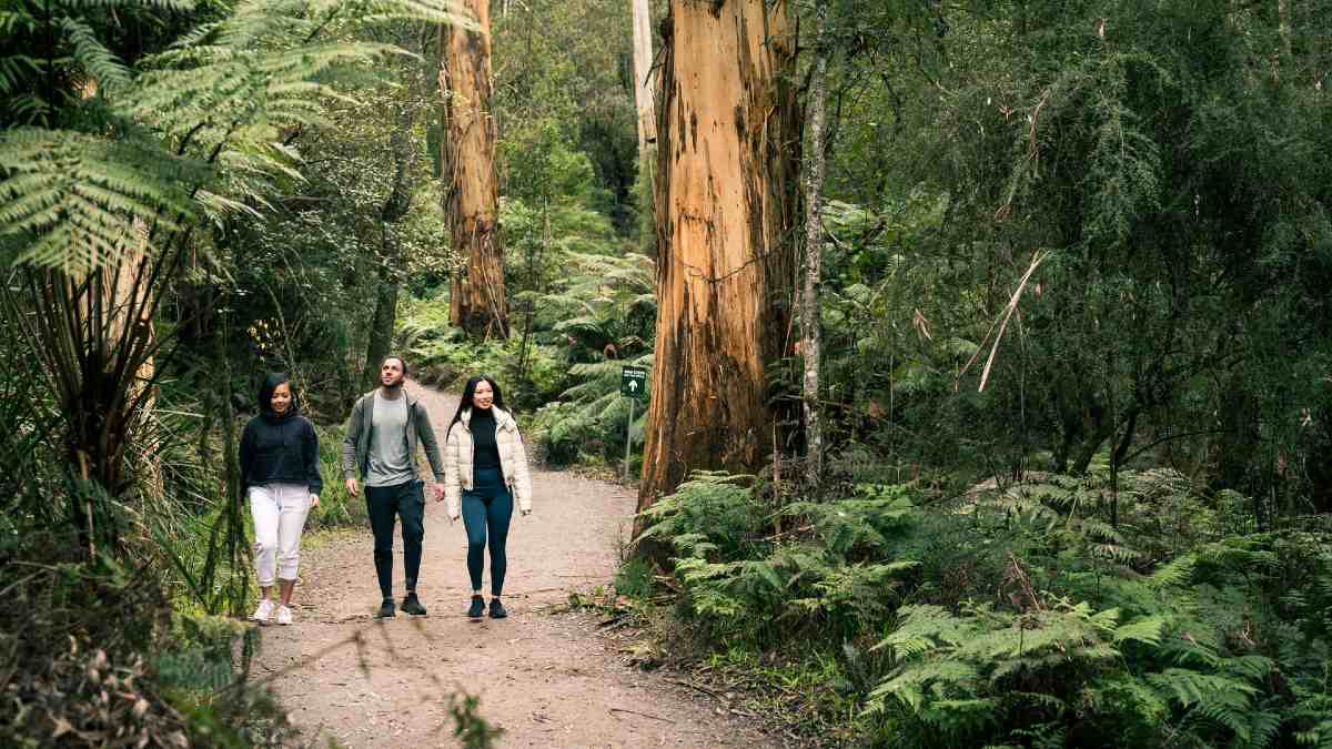 three friends walking on forest path