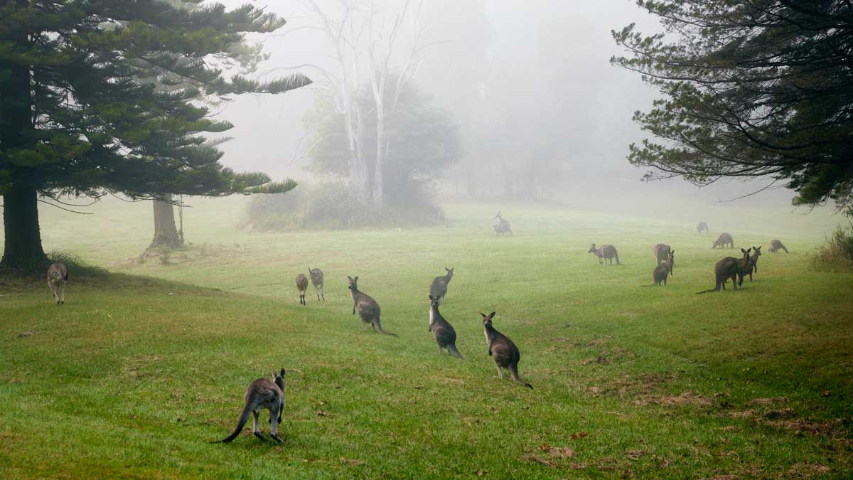 Go kangaroo spotting an Maroondah Reservoir Park. Image: Visit Victoria