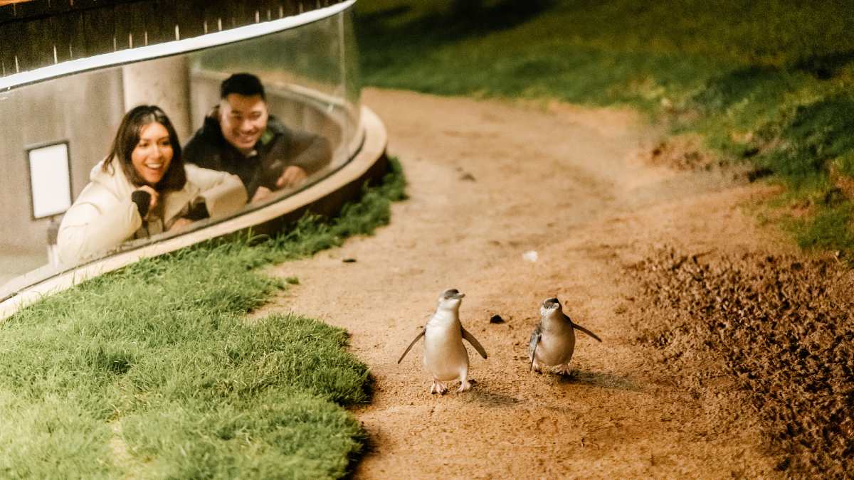 A couple watching the nightly Penguin Parade at Phillip Island