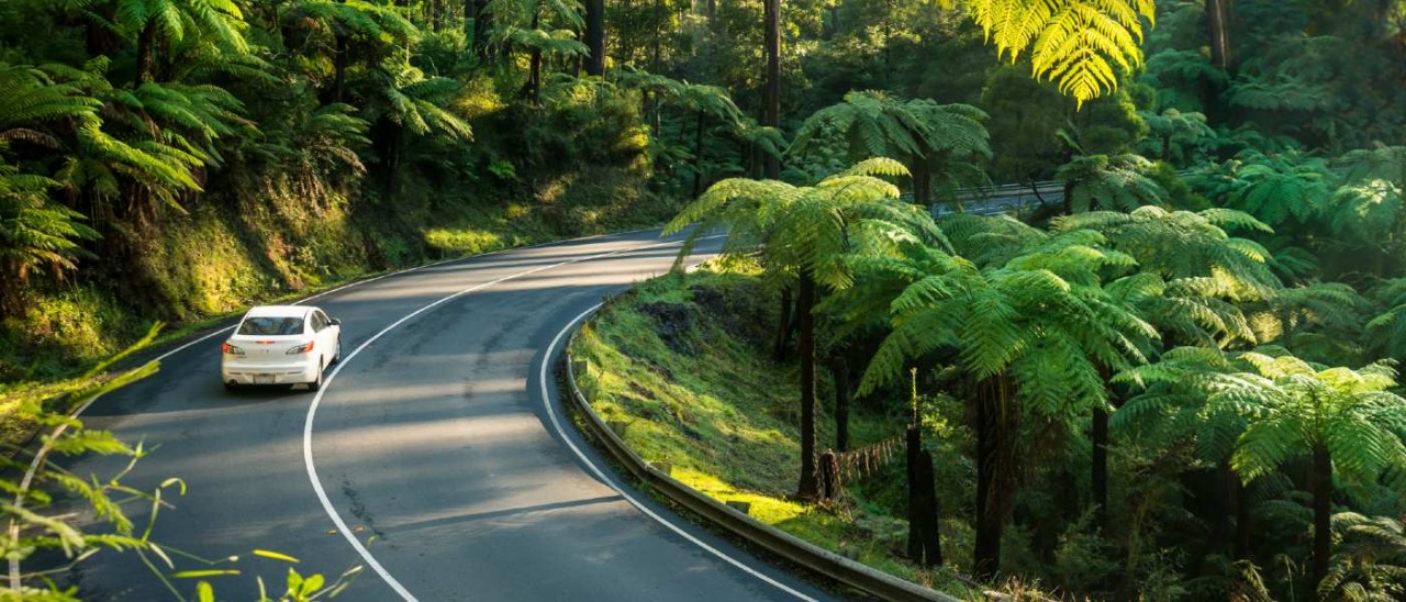 car driving on rainforest road