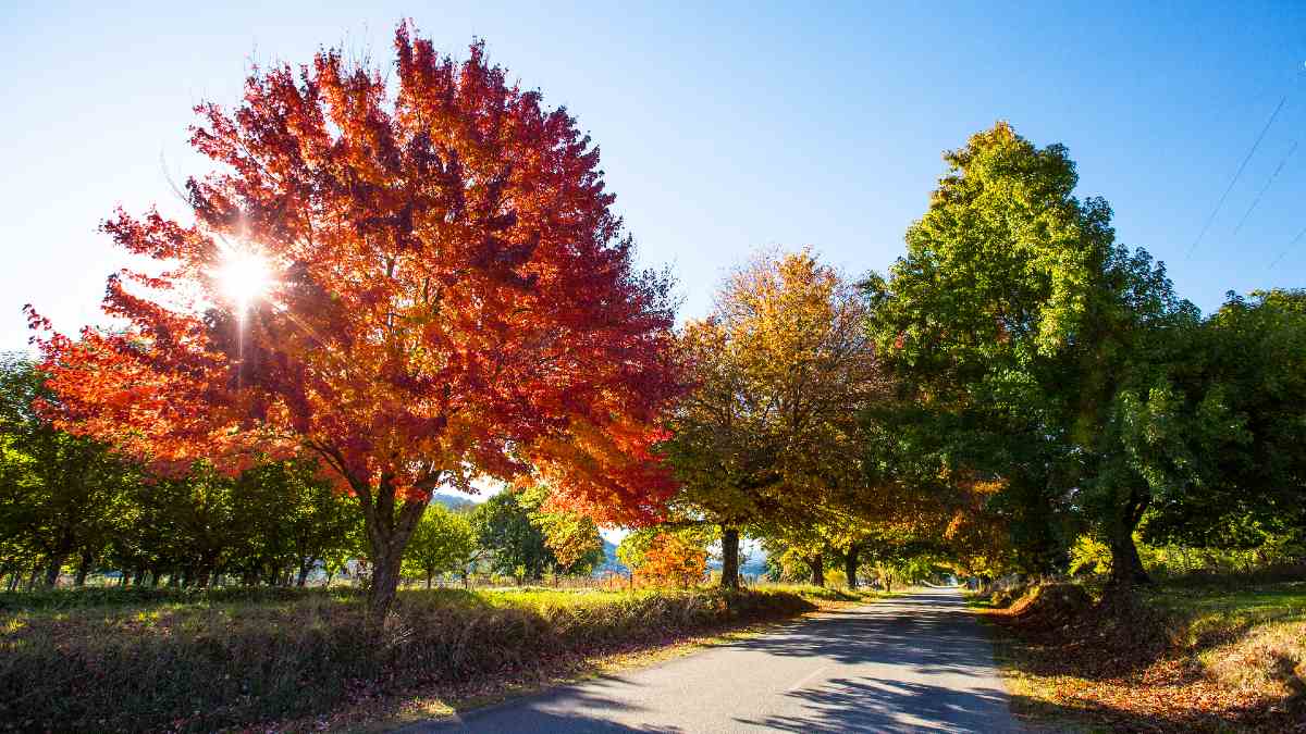 vibrant autumn leaves on trees lining country road