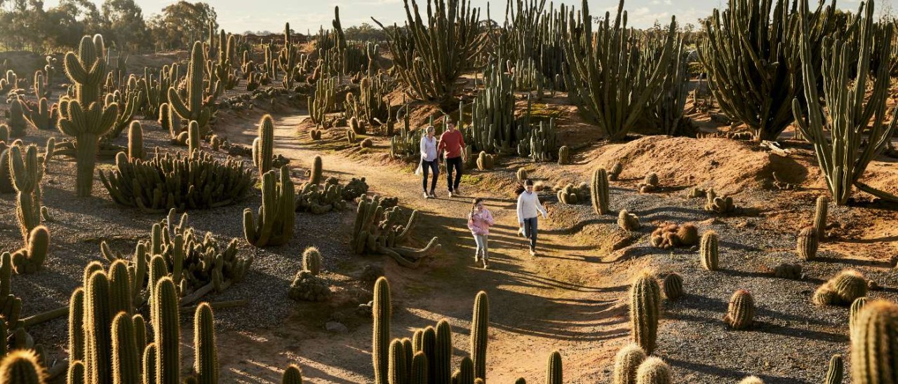A family of four - a mother, father and two school-age girls - walking happily along a trail in Cactus Country. They are surrounded by cactuses in various shapes and sizes as the morning light streams across the earth