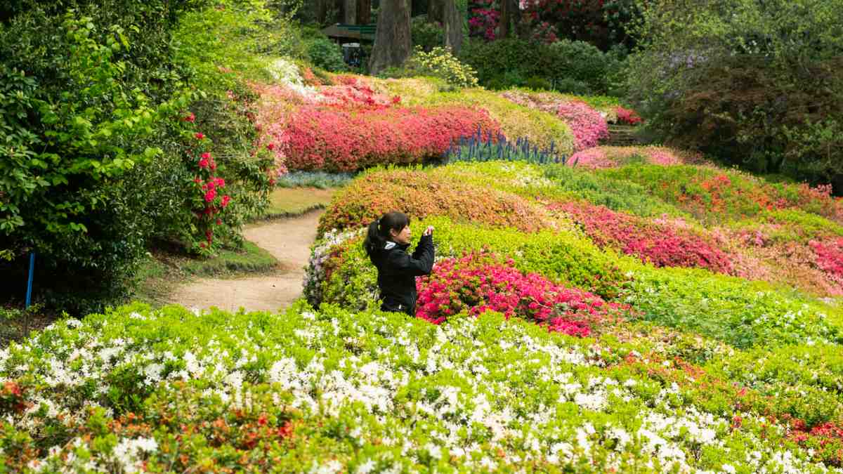 A woman enjoying a field of flowers at the Dandenong Ranges Botanic Garden