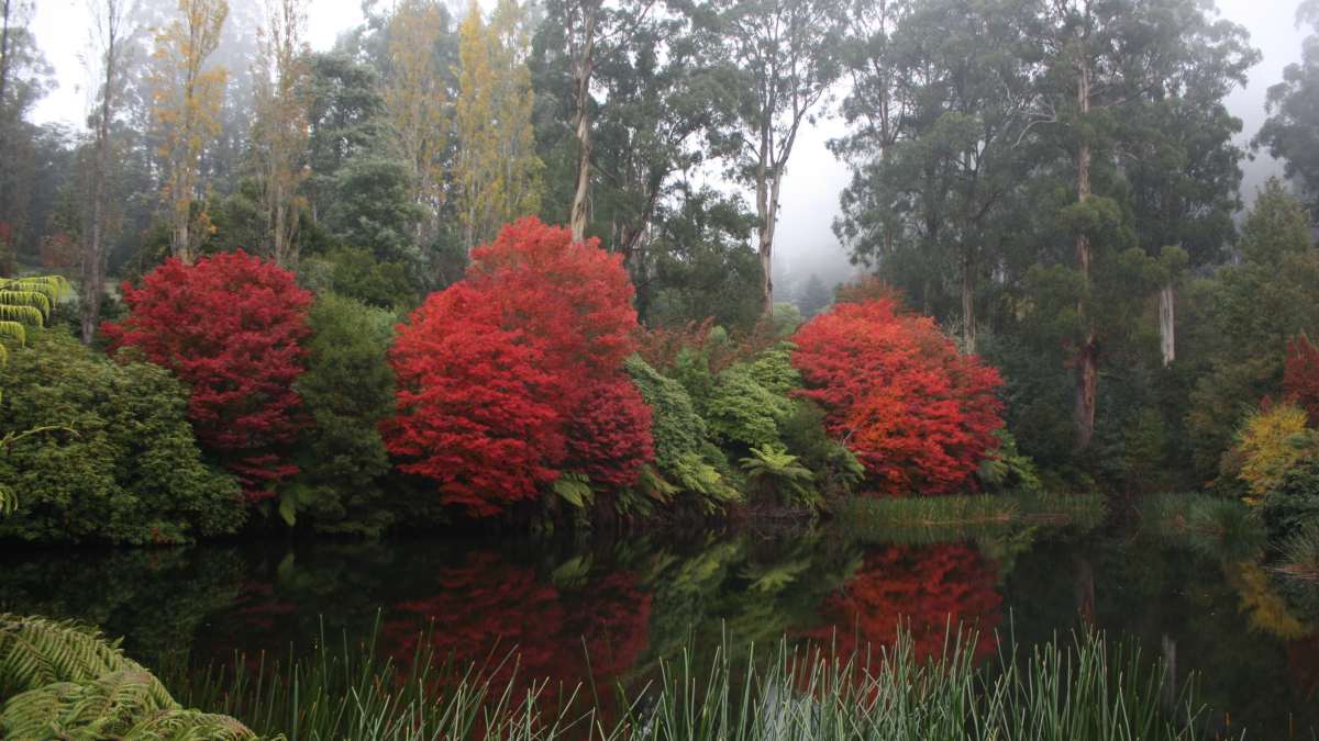 A lake at Dandenong Ranges Botanic Gardens surrounded by trees