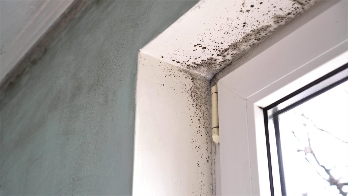 mould growing in a windowsill