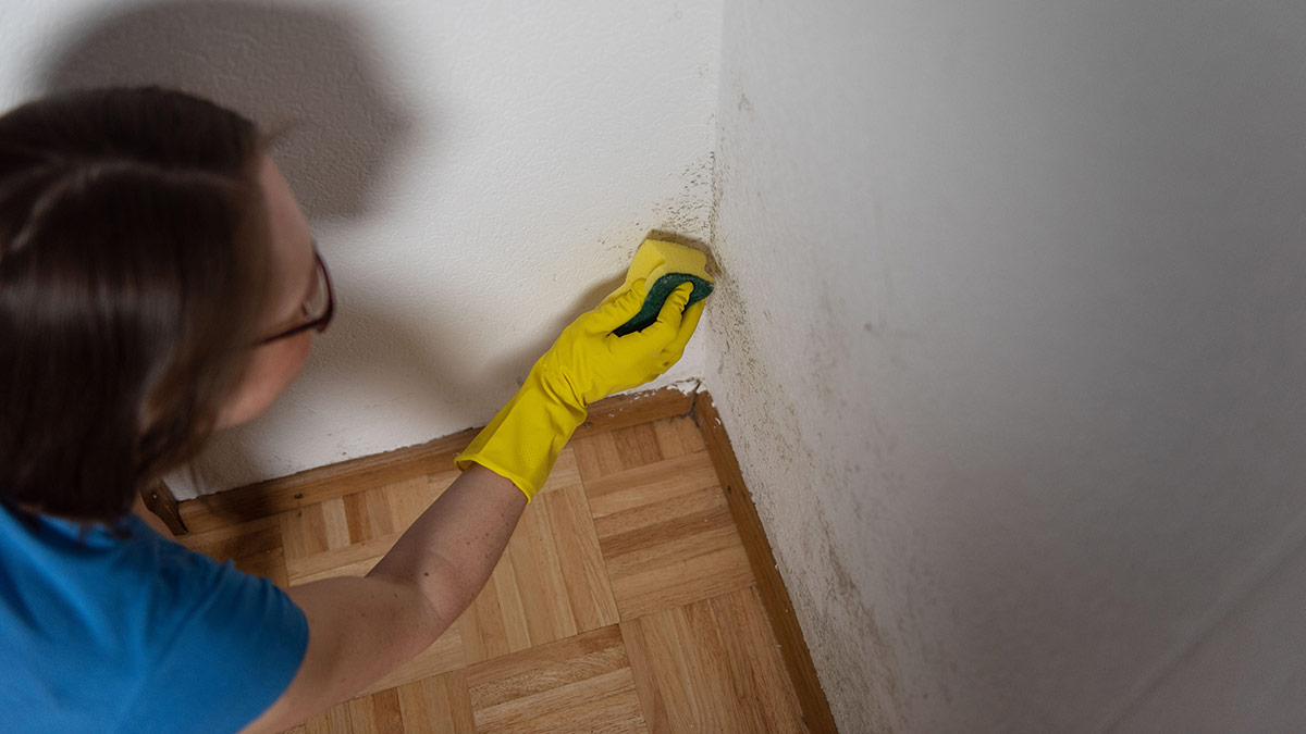 person removing and cleaning mould off wall