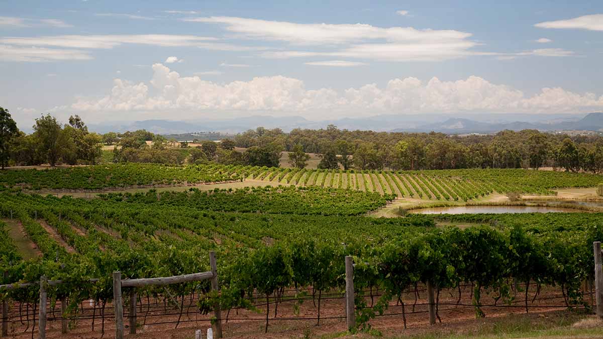 Sweeping view of the Hunter Valley showing grapevines and hills in distance.