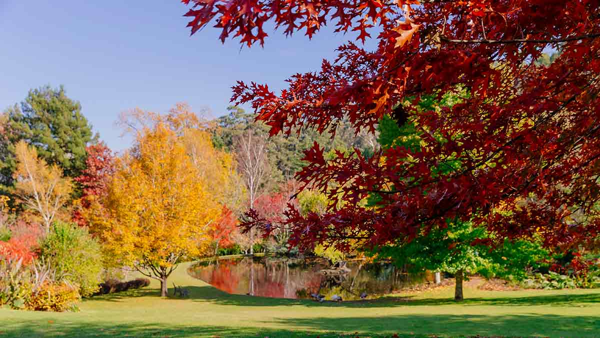 Colourful trees and a lake in Autumn at Mount Macedon, Victoria, Australia.