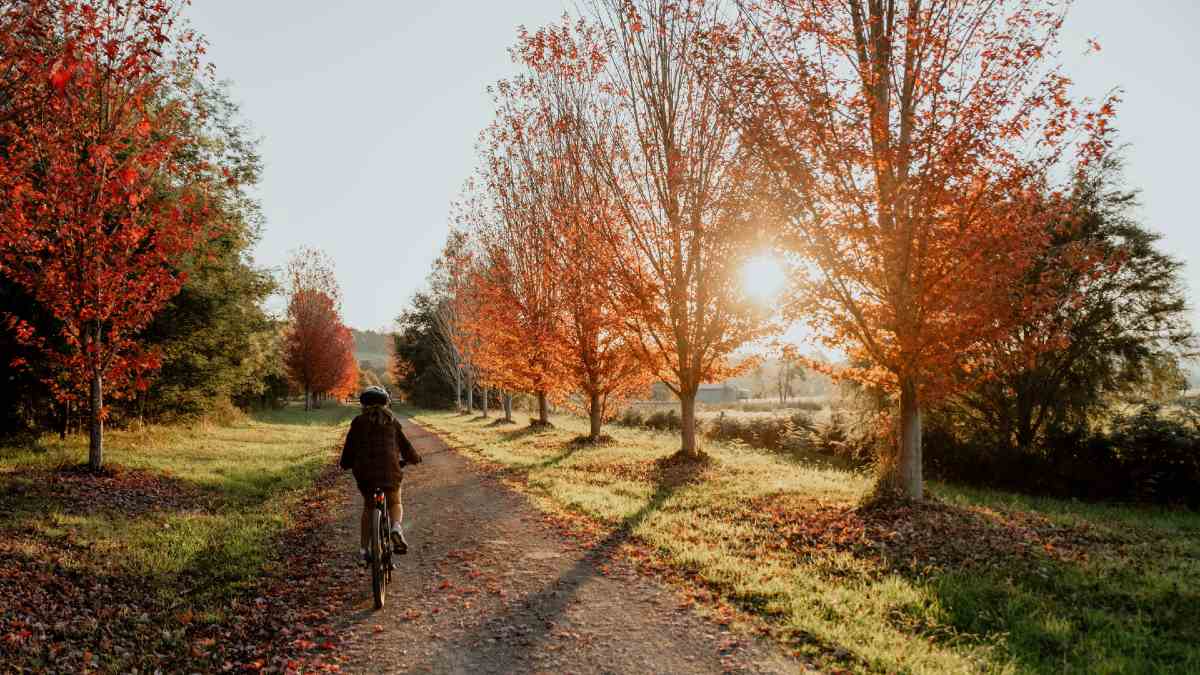 cyclist riding on autumn tree lined gravel path