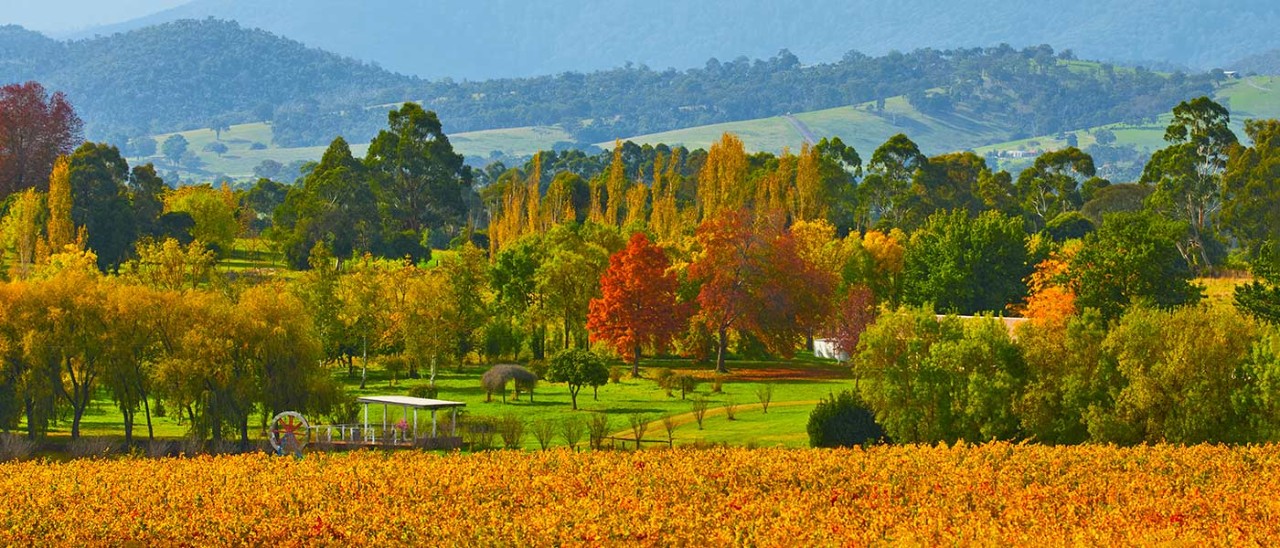Panoramic view of Yarra Valley with golden grapevines and trees in autumn.