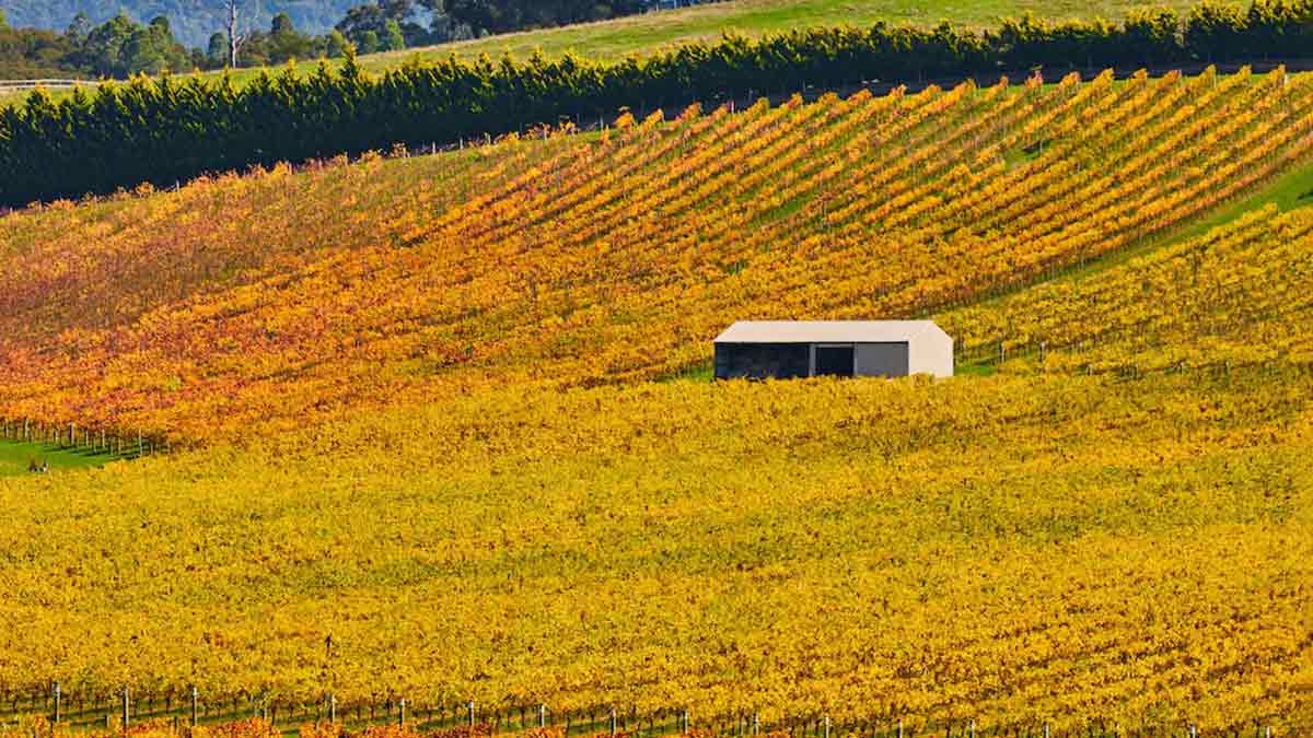 Golden vineyards in the Yarra Valley in autumn.