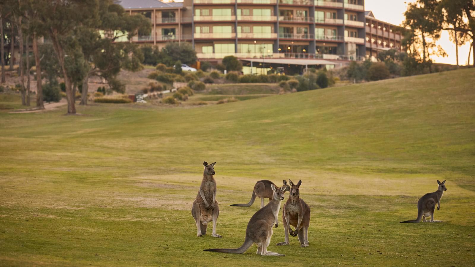 Kangaroos on grounds at RACV Goldfields resort.
