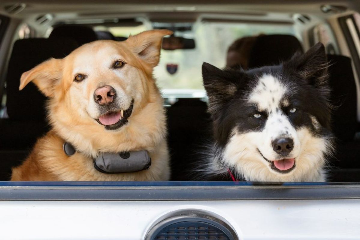 Two dogs sitting happily in the back cargo area of a car