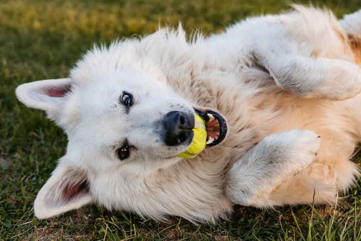 Happy dog at the park
