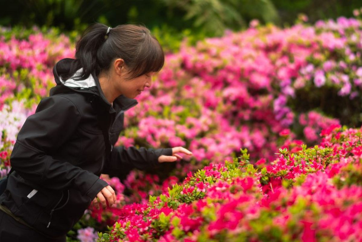 A woman enjoying pink flowers at the Dandenong Ranges Botanic Garden