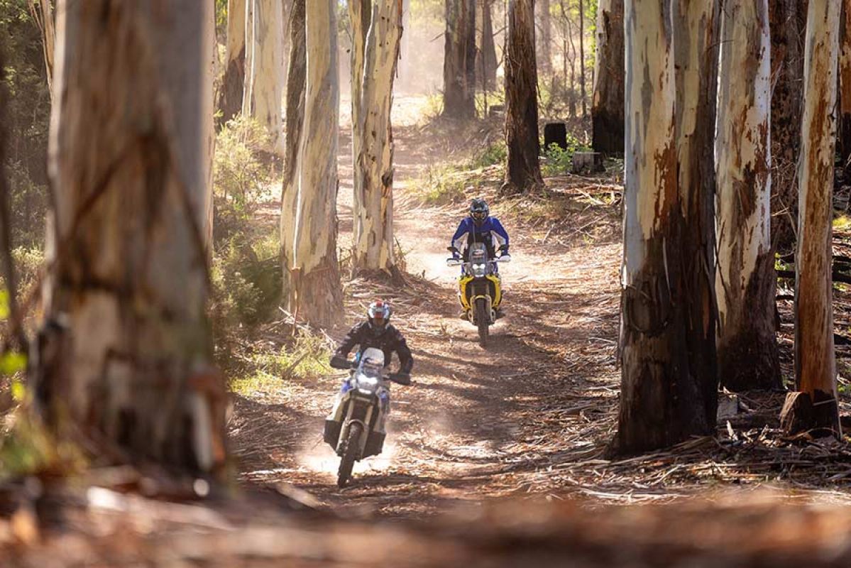 Two motorcyclists riding through sunlit forest trail lined with tall gum trees