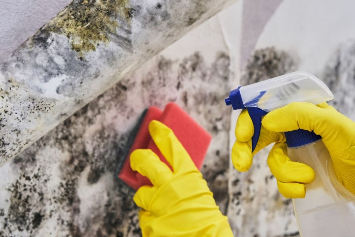 Person wearing yellow rubber gloves to while cleaning mould from a wall