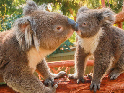 Two koalas at Ballarat Wildlife Park.