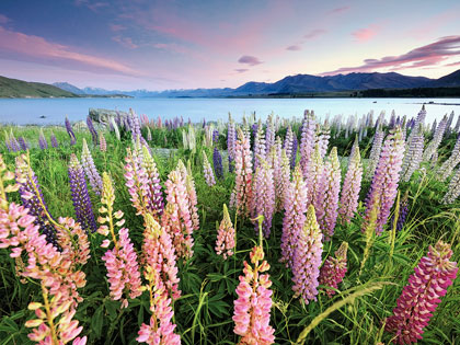 An array of lupin flowers scattered across a field next to a lake surrounded by mountains in the South Island of New Zealand. 