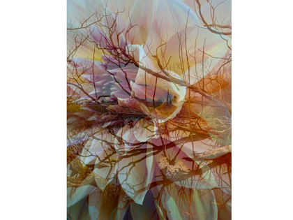 An image of a trasparent flower placed over the top of an image of Lake Wendouree. 