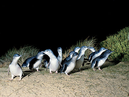 Group of penguins at night on beach at Phillip Island.