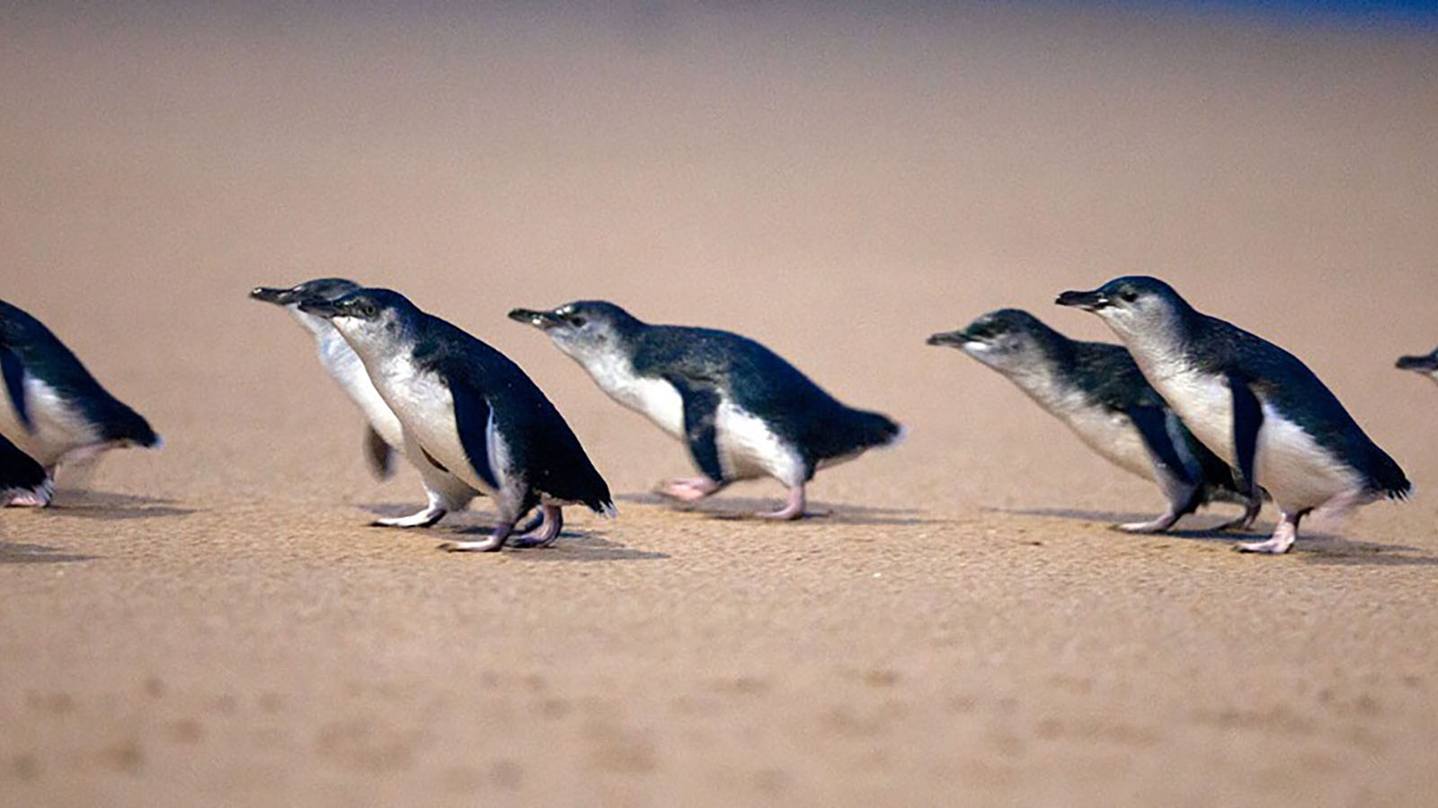 Penguins walking in a row on the sand at Phillip Island.