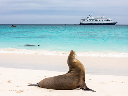 Sea Lion on the sand with a cruise ship in the background