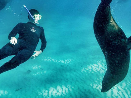 Person in black wetsuit snorkelling with seal.