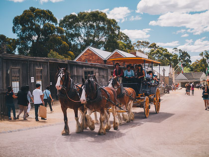 Four brown horses pulling a carriage of people at Sovereign Hill.