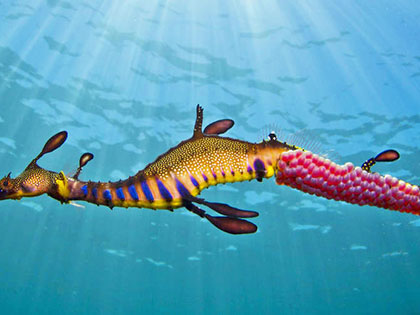 Weedy Sea Dragon under water.